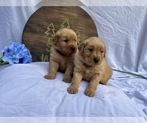 Golden Retriever Puppy for sale in YELM, WA, USA
