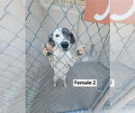 Small #1 Dalmatian-Great Dane Mix