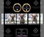 Puppy Manno AKC French Bulldog