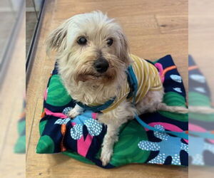 Havanese Dogs for adoption in Fremont, CA, USA