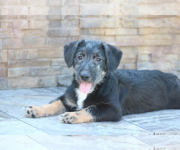 Medium Photo #4 German Shepherd Dog-Unknown Mix Puppy For Sale in San Diego, CA, USA