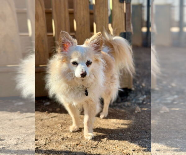 Medium Photo #4 Chihuahua Puppy For Sale in Pacolet, SC, USA
