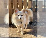 Small #3 Chihuahua