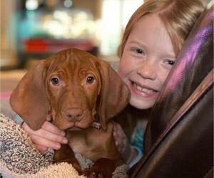 Vizsla Puppy for sale in SYLVA, NC, USA