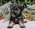 Small #3 Schnauzer (Miniature)