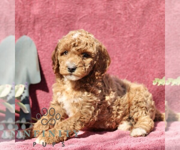 Medium Photo #3 Goldendoodle (Miniature) Puppy For Sale in EPHRATA, PA, USA