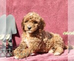 Small #2 Goldendoodle (Miniature)