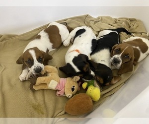 Basset Hound Litter for sale in NORMAN, OK, USA