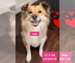 Small #2 Pomeranian Mix