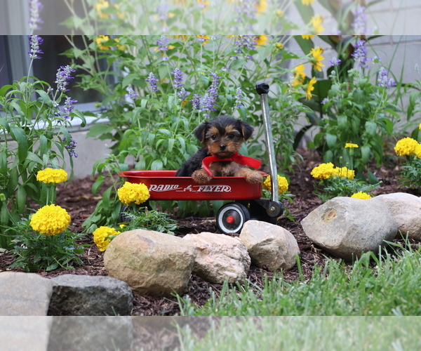 Medium Photo #9 Yorkshire Terrier Puppy For Sale in HUMBOLDT, IL, USA