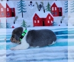Small Photo #13 Beagle Puppy For Sale in COOS BAY, OR, USA