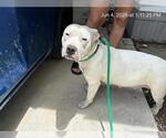 Small American Pit Bull Terrier
