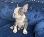 Small #8 French Bulldog