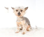 Small #4 Mutt