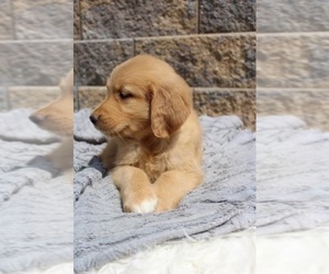 Golden Retriever Puppy for sale in TOLEDO, OH, USA