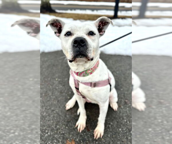 Medium Photo #1 American Staffordshire Terrier Puppy For Sale in Lawrenceville, NJ, USA