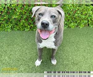 American Pit Bull Terrier Dogs for adoption in West Palm Beach, FL, USA