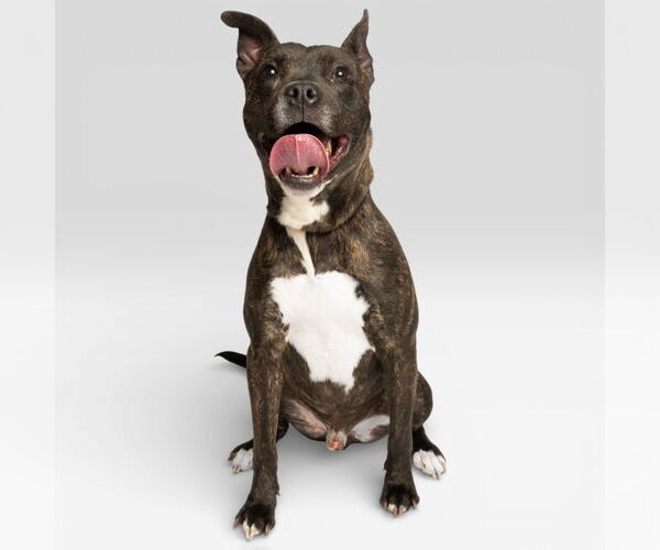 Medium Photo #1 Mutt Puppy For Sale in Rowlett, TX, USA