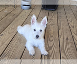 Small #4 West Highland White Terrier