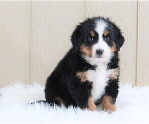 Bernese Mountain Dog Puppy for sale in FREDERICKSBURG, OH, USA