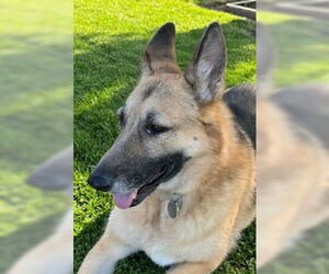 German Shepherd Dog Dogs for adoption in Modesto, CA, USA