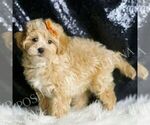 Small #2 Maltipoo