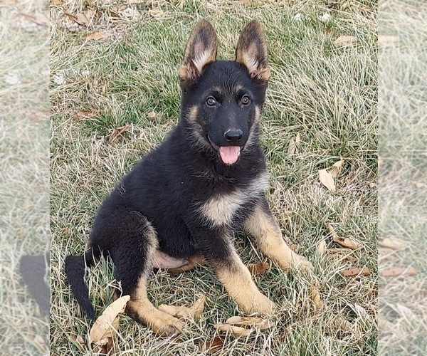 Medium Photo #2 German Shepherd Dog Puppy For Sale in EOLIA, MO, USA