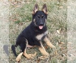 Small #1 German Shepherd Dog