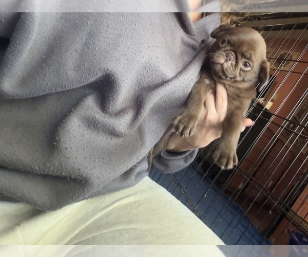 Medium Photo #5 Pug Puppy For Sale in BLOOMINGTON, IL, USA
