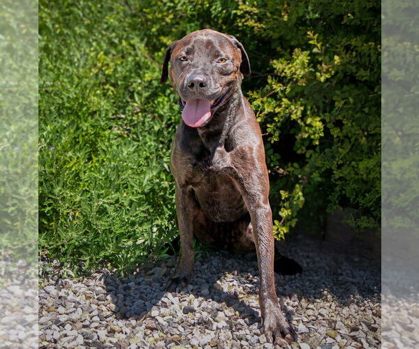 Medium Photo #4 Labrador Retriever-Plott Hound Mix Puppy For Sale in Albuquerque, NM, USA