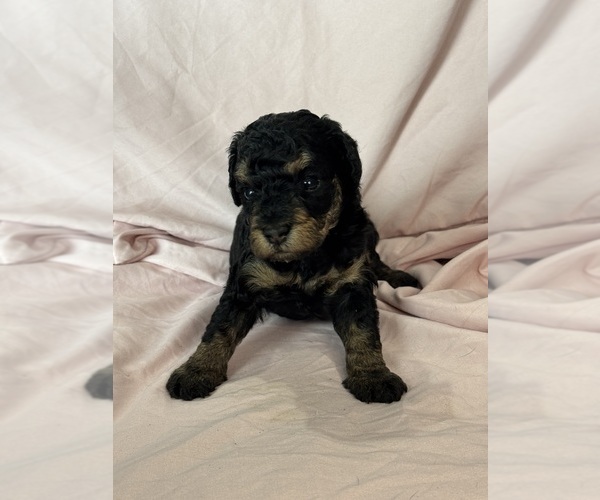 Medium Photo #9 Bernedoodle (Miniature) Puppy For Sale in LONGMONT, CO, USA