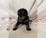 Belinda - Female Bernedoodle (Miniature) Puppy for Sale - Photo #9