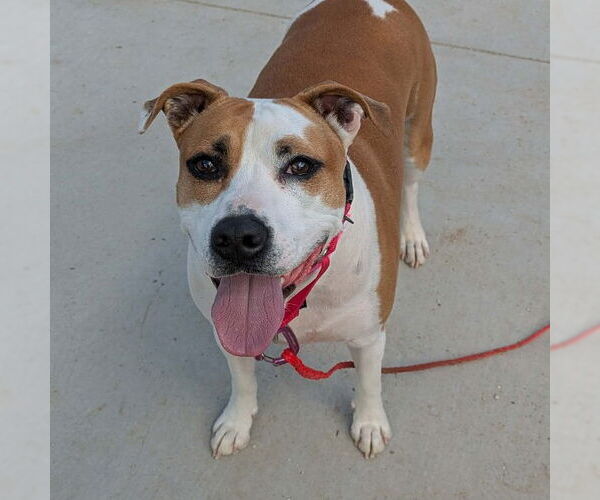 Medium Photo #1 Mutt Puppy For Sale in Las Vegas, NV, USA