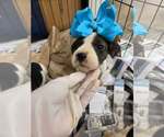Small English Boston Bulldog