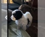 Small Photo #2 Havanese-Poodle (Toy) Mix Puppy For Sale in YANCEY, TX, USA
