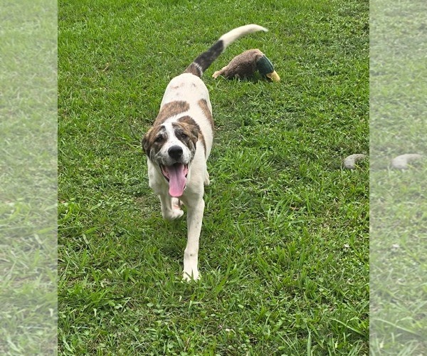 Medium Photo #2 Anatolian Pyrenees Puppy For Sale in Oakhurst, NJ, USA