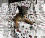 Small Photo #1 Belgian Malinois Puppy For Sale in LANCASTER, PA, USA