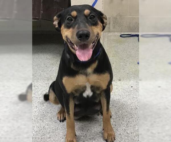 Medium Photo #1 Labrador Retriever-Unknown Mix Puppy For Sale in Conroe, TX, USA