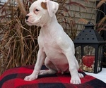 Small #11 Boxer