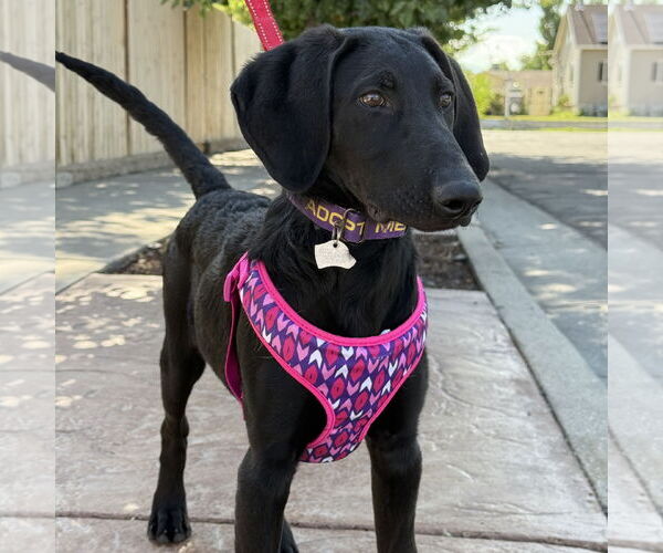 Medium Photo #1 Labrador Retriever-Unknown Mix Puppy For Sale in Salt Lake City, UT, USA