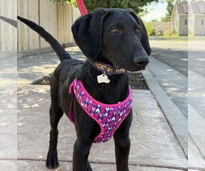 Labrador Retriever-Unknown Mix Dogs for adoption in Salt Lake City, UT, USA