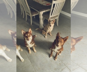 Australian Shepherd-Siberian Husky Mix Puppy for sale in CORONA, CA, USA