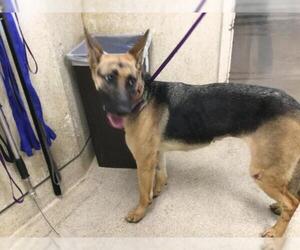 German Shepherd Dog Dogs for adoption in Riverside, CA, USA