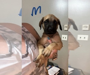 Mastiff Puppy for sale in MOUNT AIRY, NC, USA