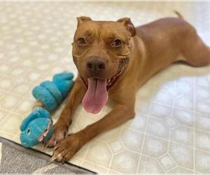 American Pit Bull Terrier Dogs for adoption in Charlotte, NC, USA