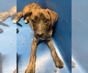 Mutt Dogs for adoption in Bakersfield, CA, USA