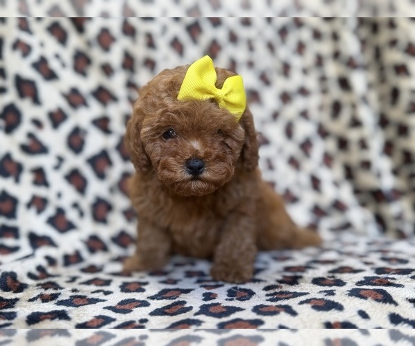 Medium Photo #5 Cavapoo (Miniature) Puppy For Sale in LAKELAND, FL, USA