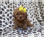Small #4 Cavapoo (Miniature)