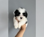 Small Photo #12 Maltipoo Puppy For Sale in ALBUQUERQUE, NM, USA