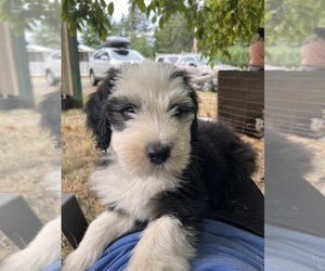 Old English Sheepdog Puppy for sale in BORING, OR, USA